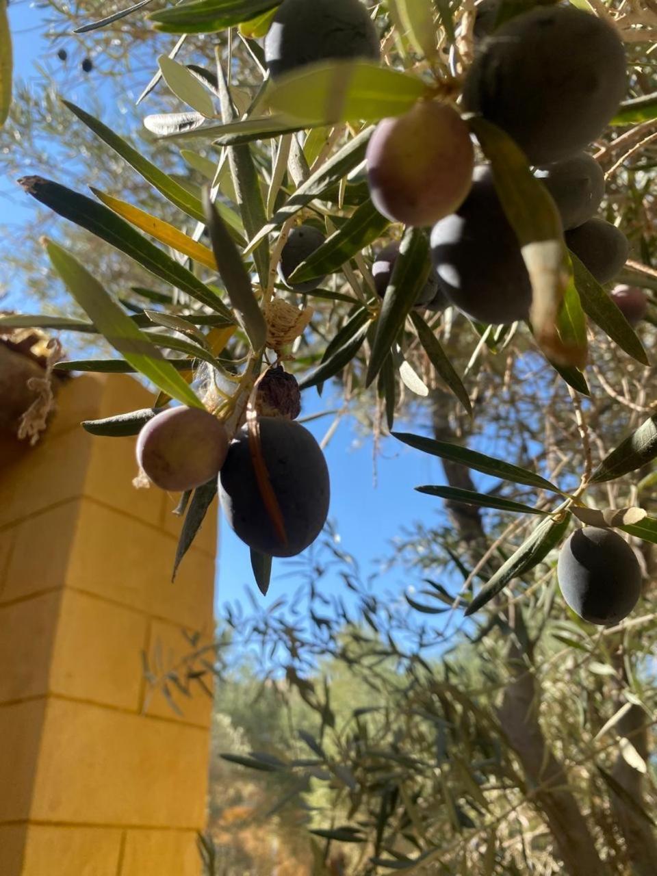 Hotel Fada Morgana Siwa Oasis Zewnętrze zdjęcie